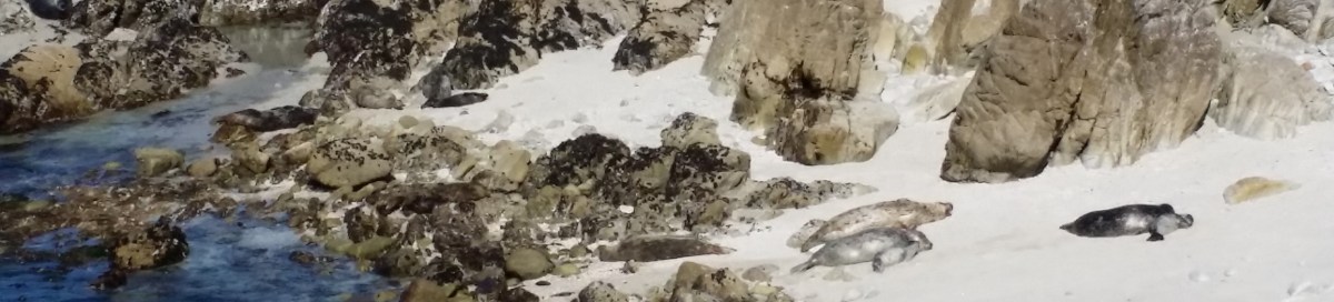 Harbor Seals at Hopkins Marine Station